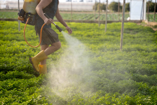 Best Pest Inspection Near Me  in Hawthorne, NV