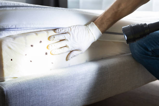 Trusted Hawthorne, NV Pest Control Experts